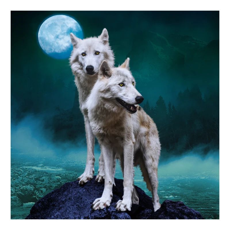 White Wolves / Two White Wolves