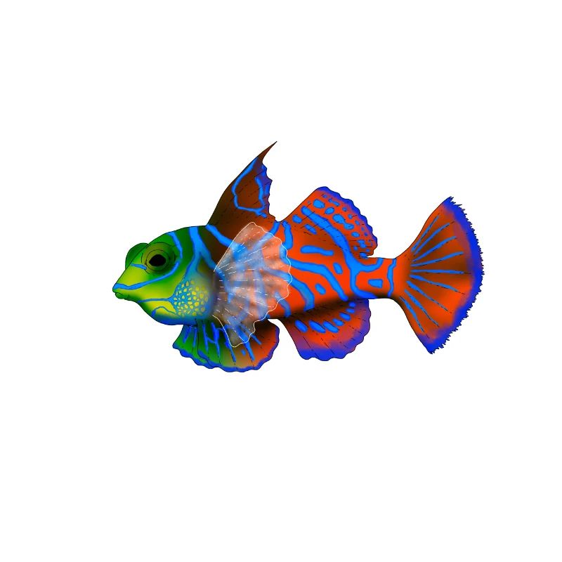 Mandarin Fish
