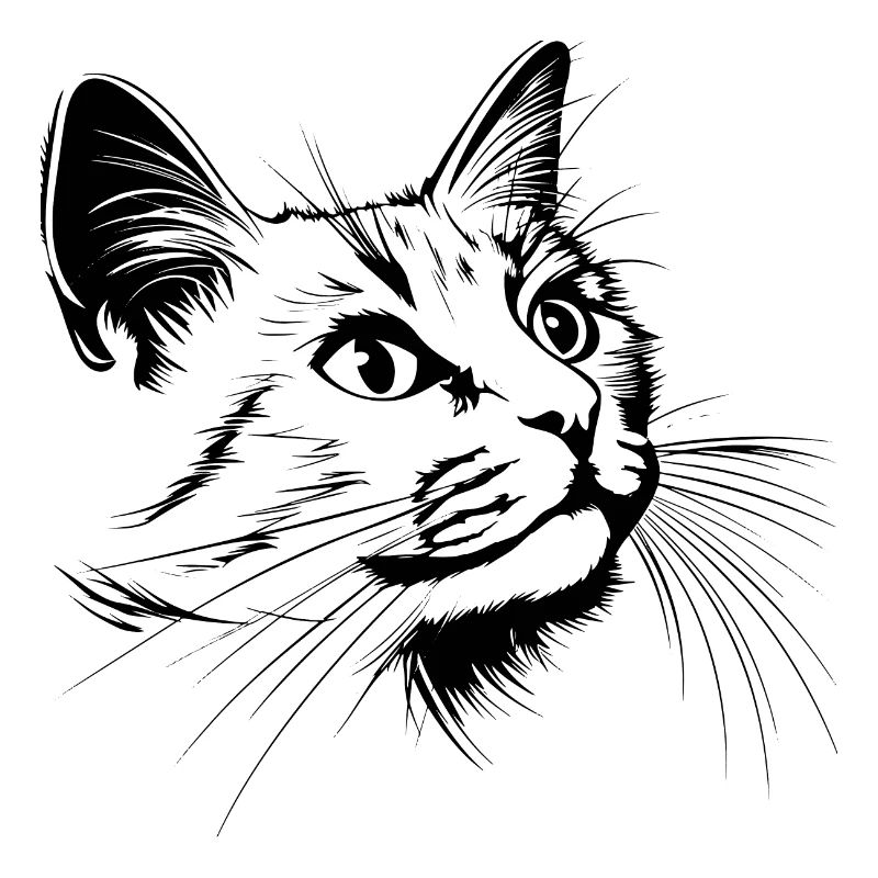 Chat, Motif De Chat, Visage De Chat