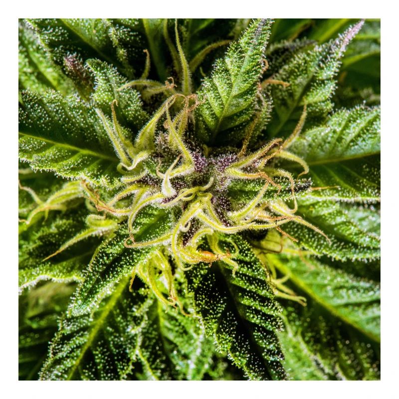 Les fleurs de cannabis, la marijuana, c’est tellement vert