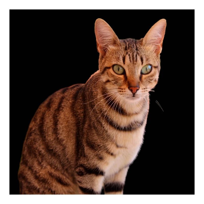 Chat chat chaton doux