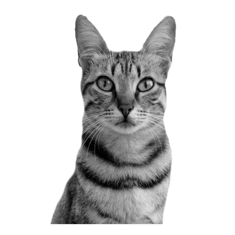 Chat blanc Chat Chat blanc Cadeau