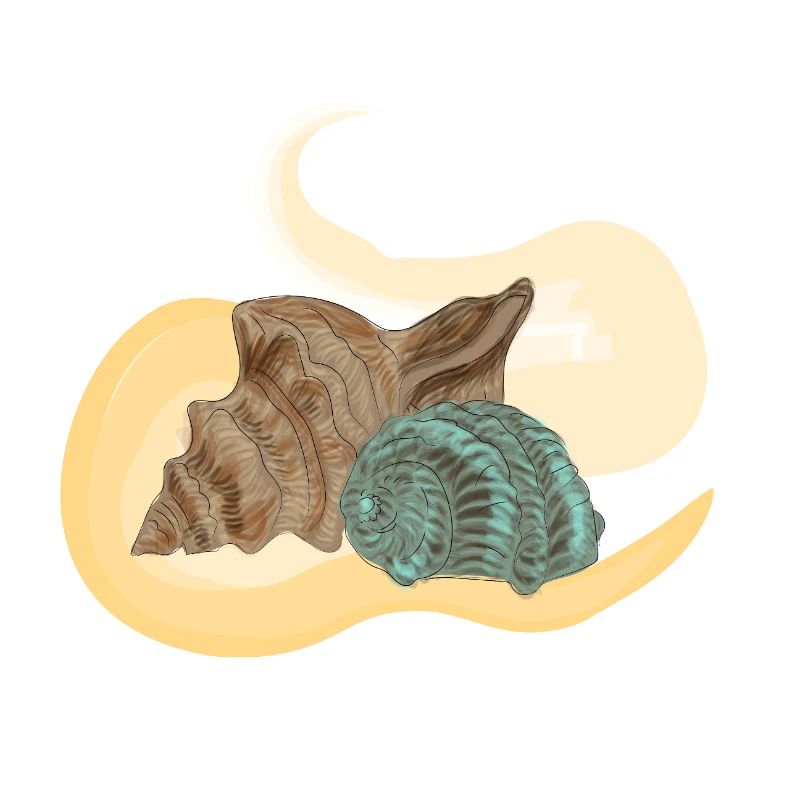 Lambi de mer