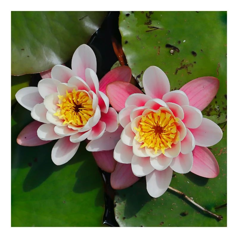 Nénuphars fleurs dans l’eau