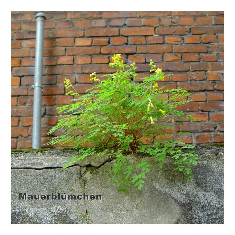 Mauerblümchen am Mauerwerk
