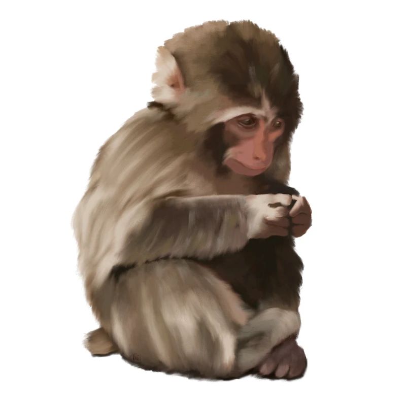 Punch - das einsame Äffchen