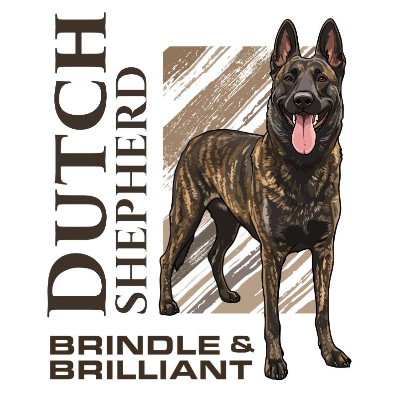 Dutch Shepherd - Dutchie 