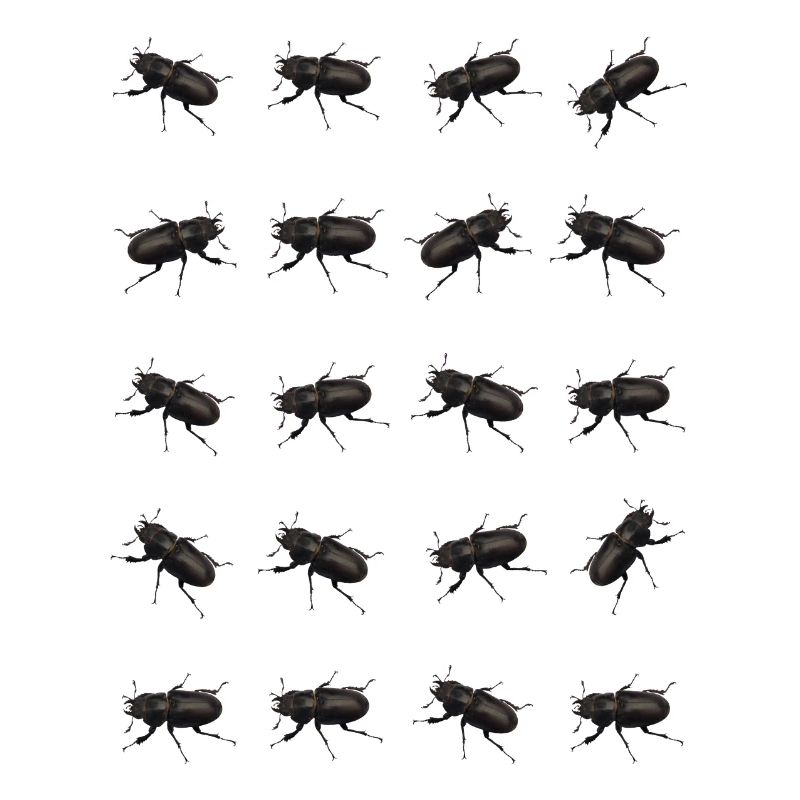 Stag Pattern