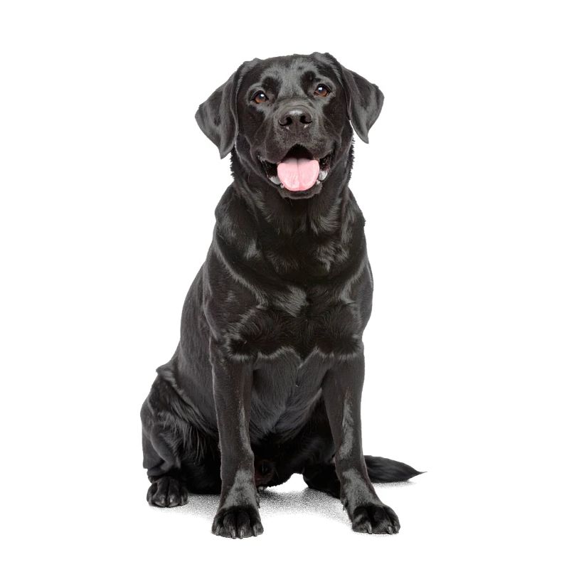 Black Labrador – Loyal, Lovable & Charming