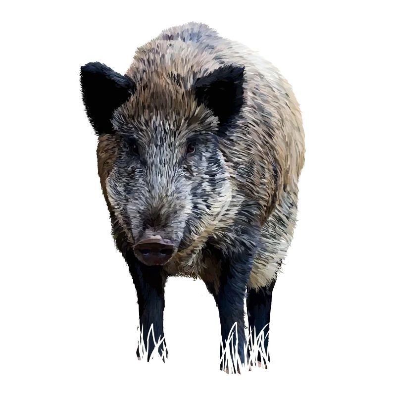 Wild boar