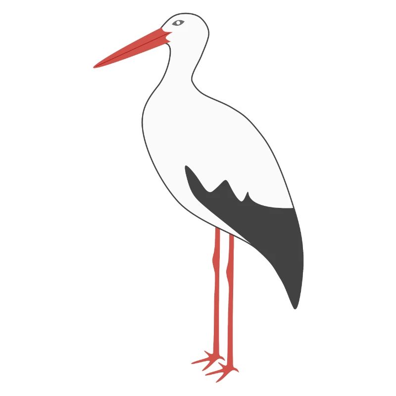 Weißstorch