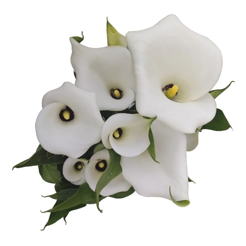 CALLAS BLANCS