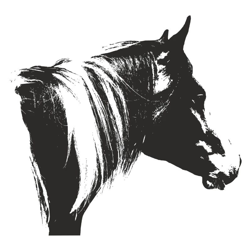 Lewitzer Schecke, Cheval Schecke, Équitation Pinto