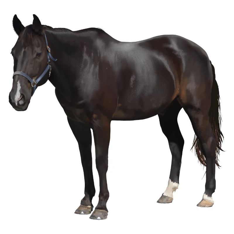 Pferd