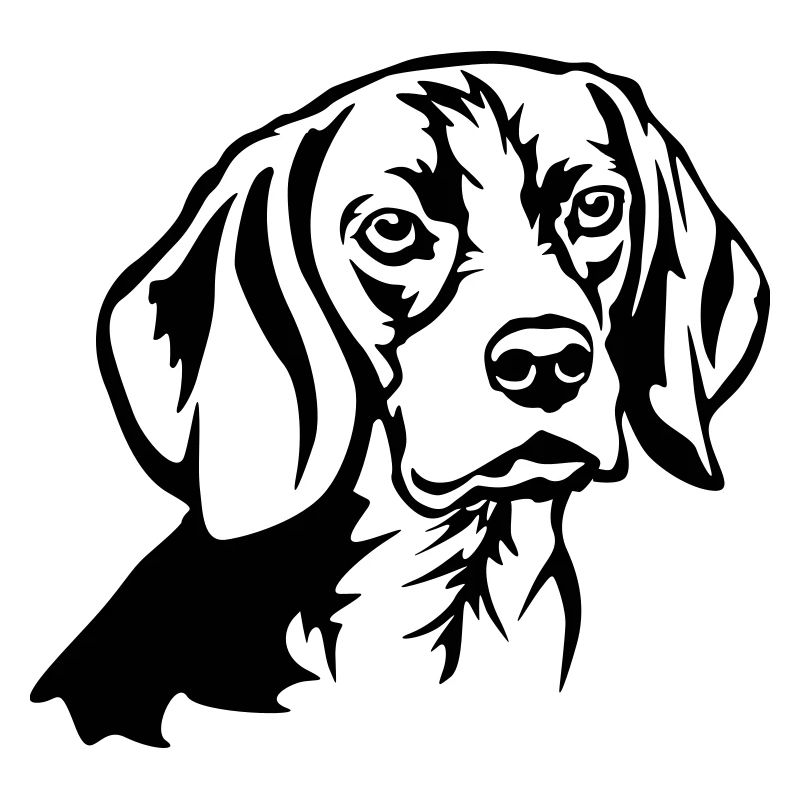 Tête de Beagle