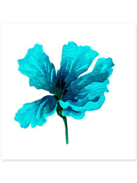 Blume