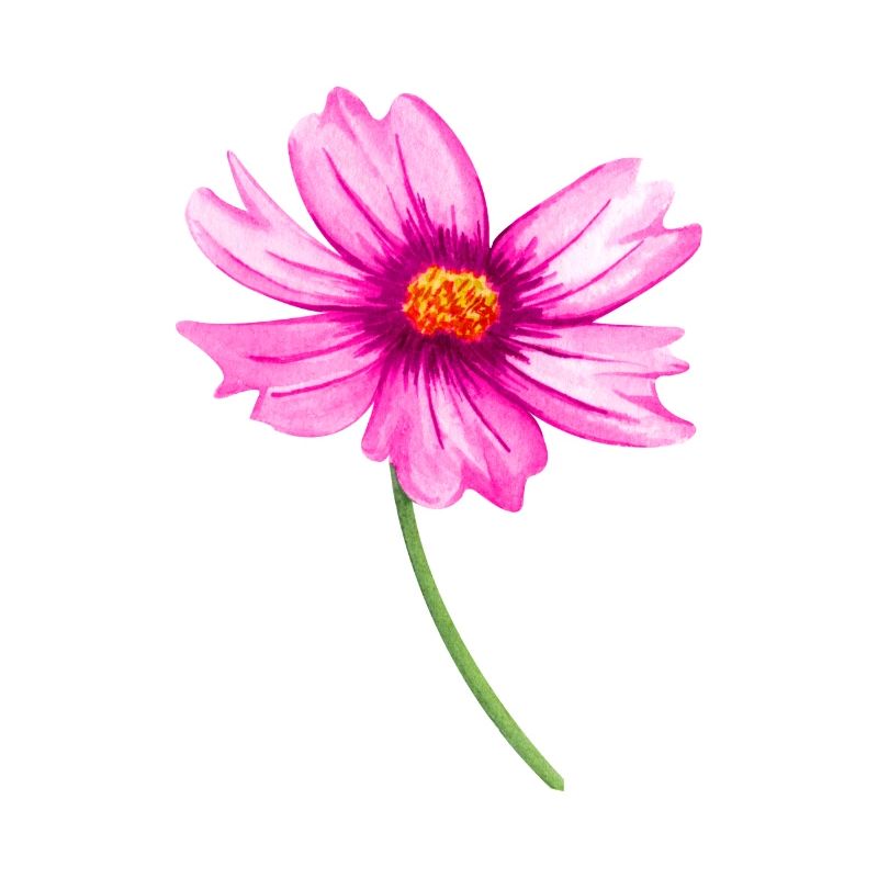 Blume