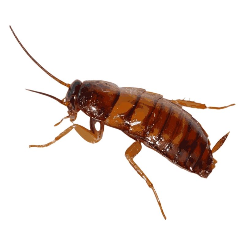 Cafard insecte cafard cafard