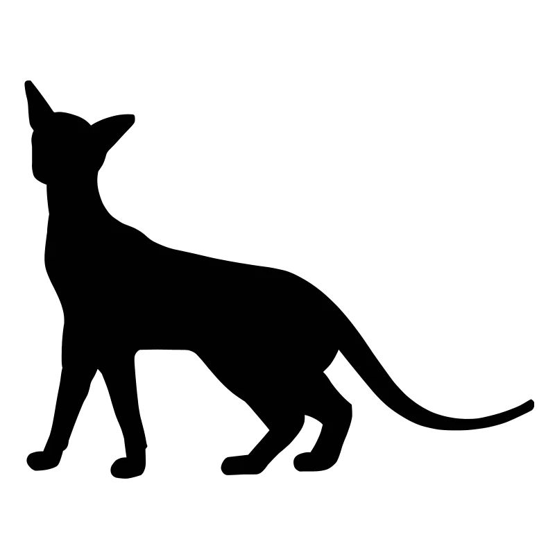 Siam Katze