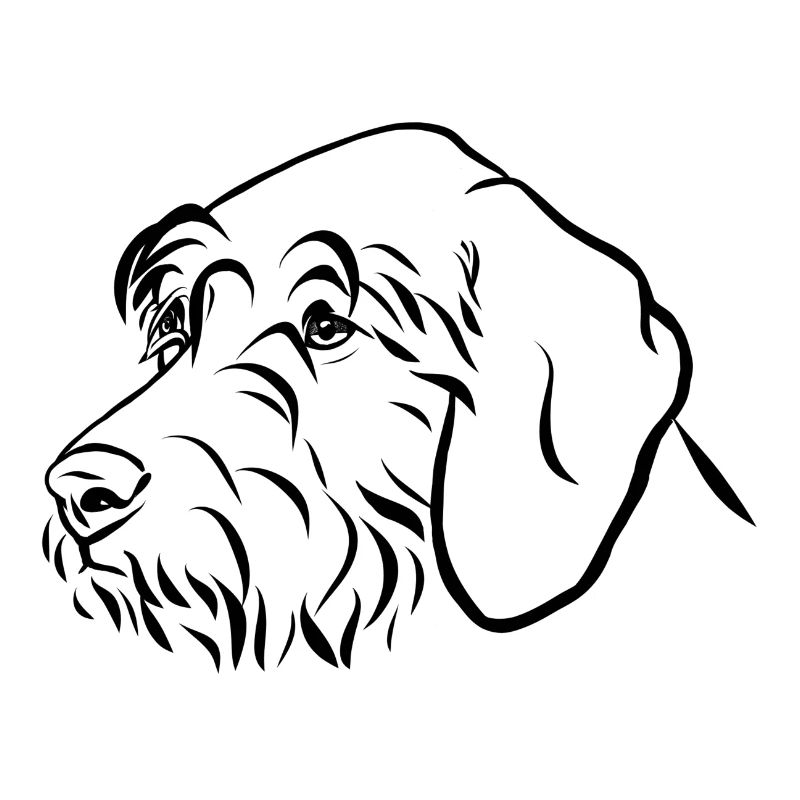 Portrait de chiens de chasse