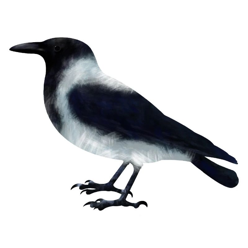 Nebelkrähe