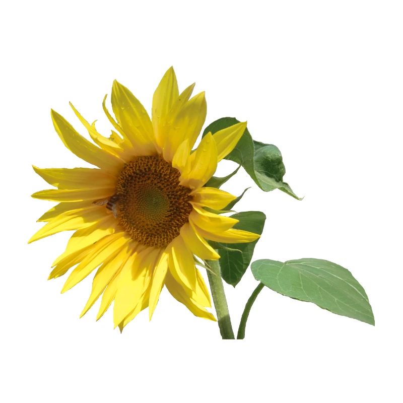Sonnenblume