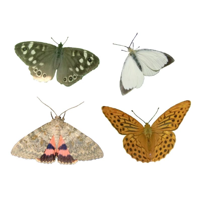 Insectes Papillons