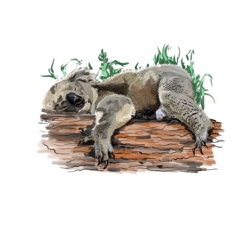 koala bear