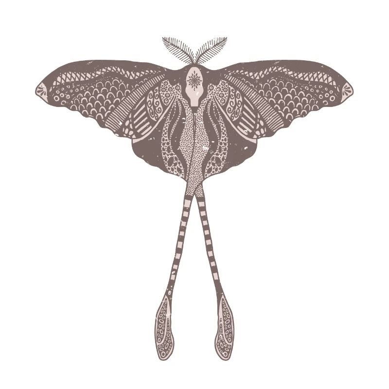 Papillon de lune chinois - Luna Moon Moth