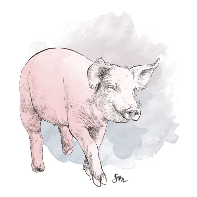 Cochon mignon devant une masse colorée