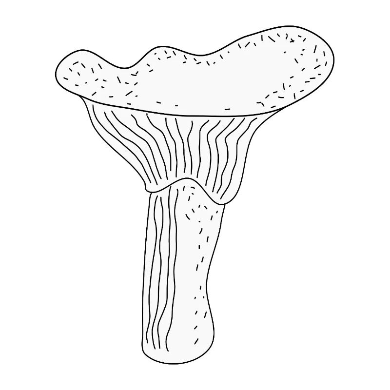 Girolles Champignons