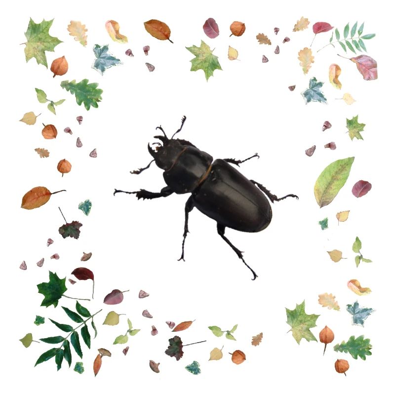 Hirschkäfer mit Herbstlaub