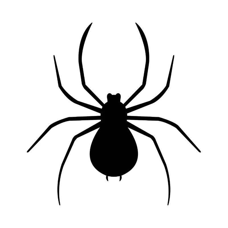 Spinne