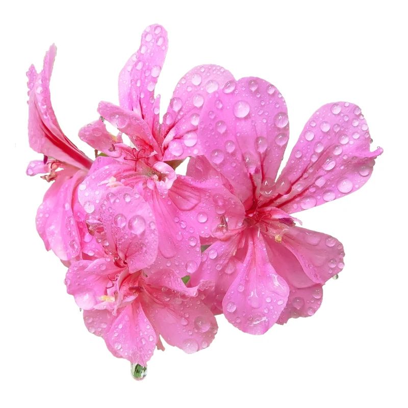 Vibrant_Pink_Geranium_Flowers