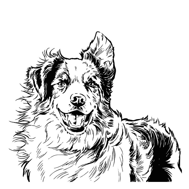Australian Shepherd