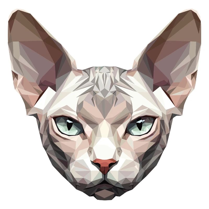 Sphynx Chat Sphynx Chat Chat Canadien Sphinx mignon