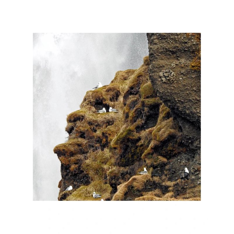 Seevögel, die auf der Klippe nahe dem Wasserfall sitzen, sitzen