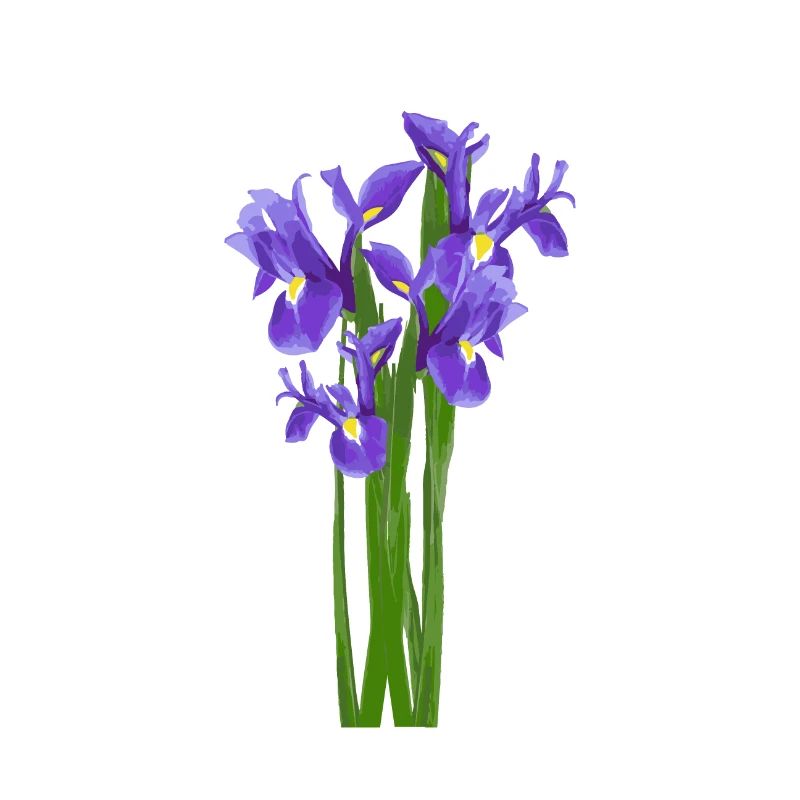Flowers Spring Iris Iris - Gift Idea