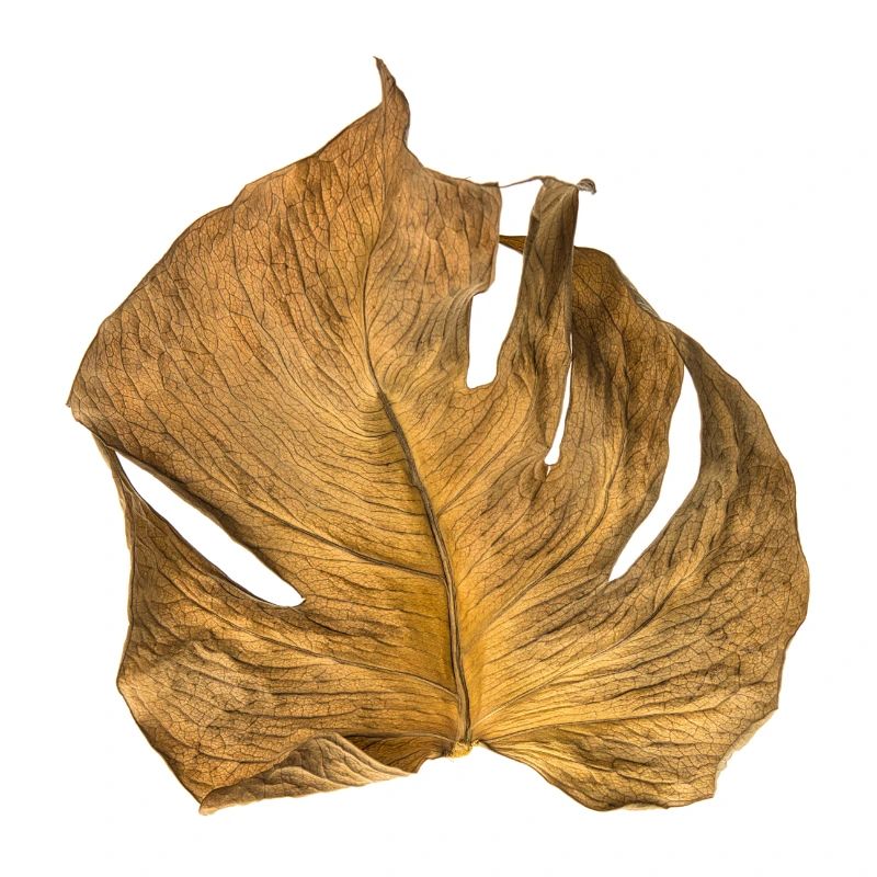 Monstera leaf dried