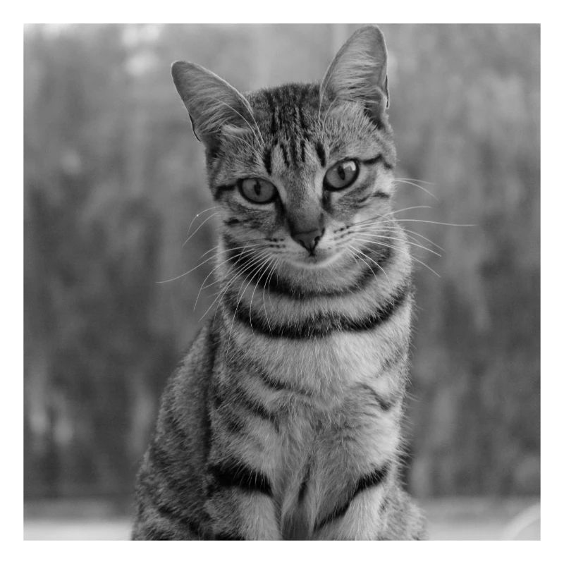 black and white cat