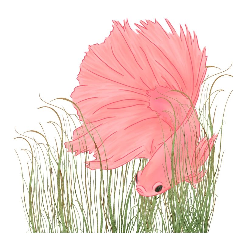 Betta Splendense Halfmoon Left Deep Pink