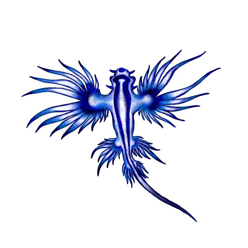 BLAUER DRACHE