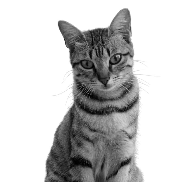 Chat blanc Chat Chat blanc Cadeau