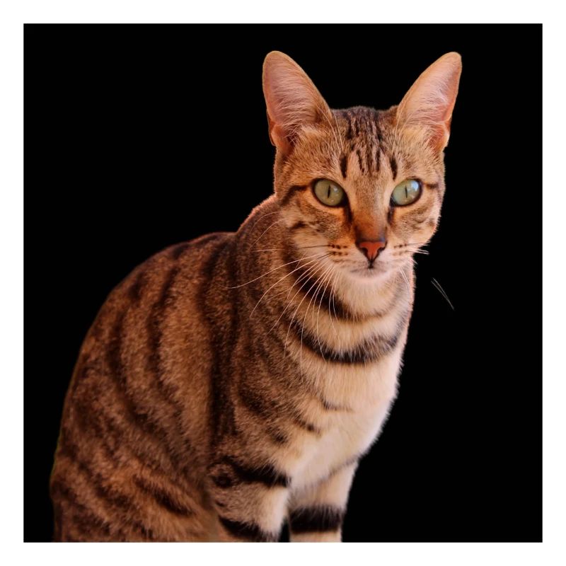Katze Katze süßes Kätzchen