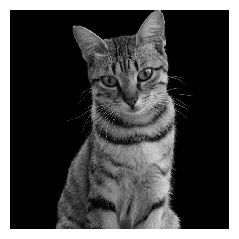 Chat blanc-noir Chat noir et blanc