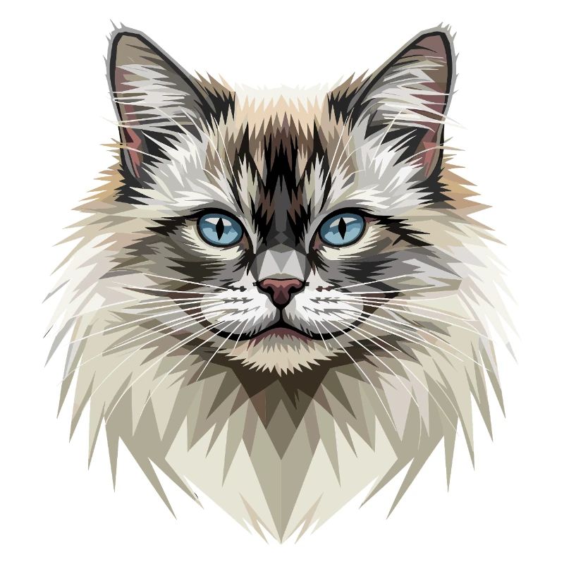 Chat Birman Chat Birman Sacré Chat Birman Mignons Chats Birman