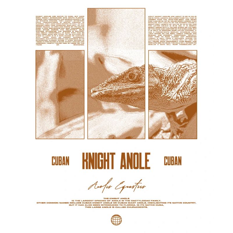 Cuban Knight Anole Lizard Owner Reptile Keeper