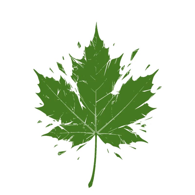 Green Maple Leaf with Splashes