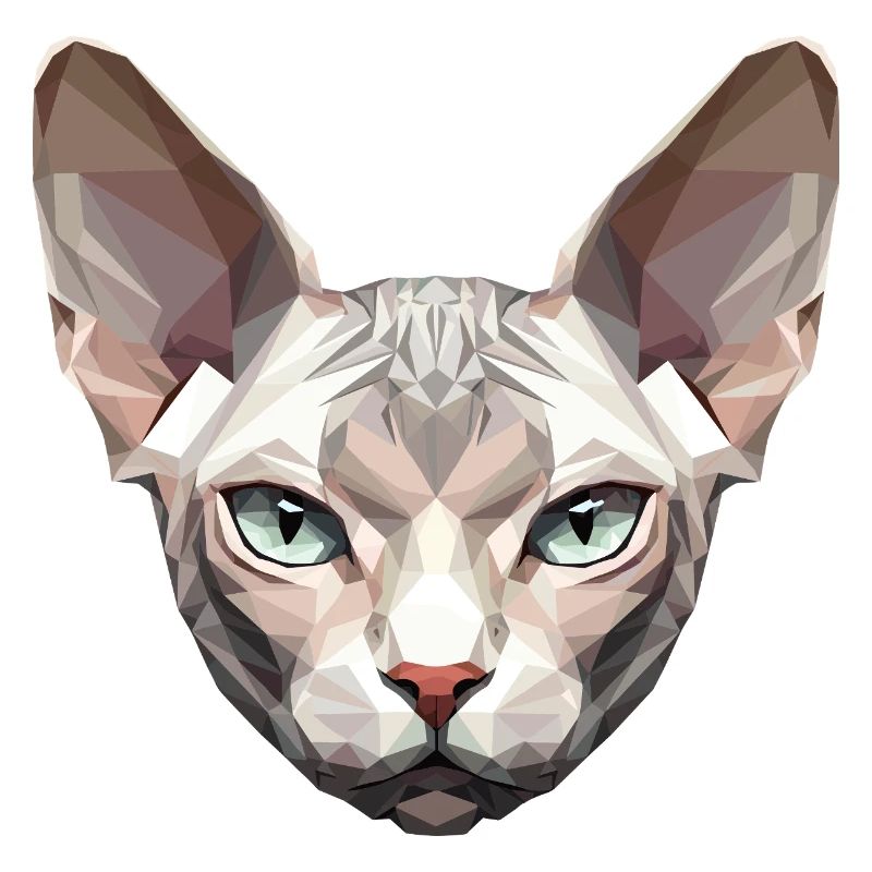 Sphynx Chat Sphynx Chat Chat Canadien Sphinx mignon