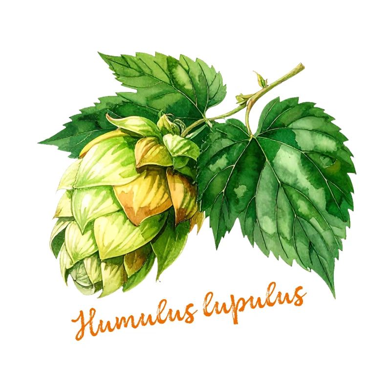 Humulus lupulus - botanical illustration
